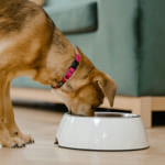 comida para perro
