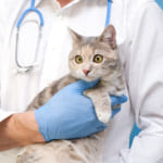 Consultas veterinas para gatos